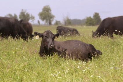 Cinci mituri despre carnea de vită marmorată - tee