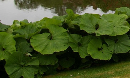 Planta ca ornament de grădină decorativă cu fotografie și descriere