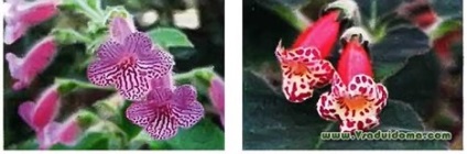 Család növényei Gesneriaceae fényképét, nevét és leírását, a helyszínen a kertben, ház és a szobanövények