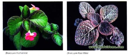 Család növényei Gesneriaceae fényképét, nevét és leírását, a helyszínen a kertben, ház és a szobanövények