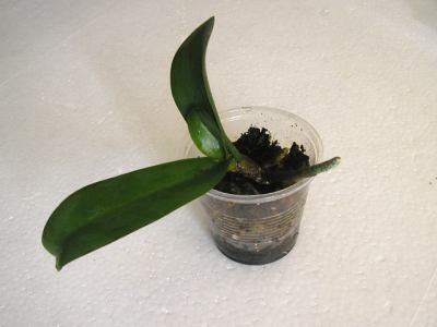 Reproducerea Phalaenopsis la domiciliu
