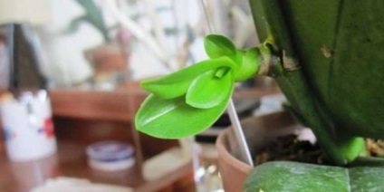 Reproducerea orhideelor ​​la domiciliu prin butași, copii