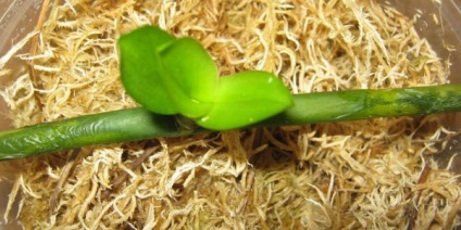 Reproducerea orhideelor ​​la domiciliu prin butași, copii