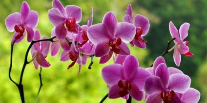 Sokszorosítása orchidea otthon dugványok, baby