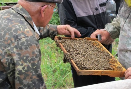 Înmulțirea albinelor este naturală și artificială cu straturi