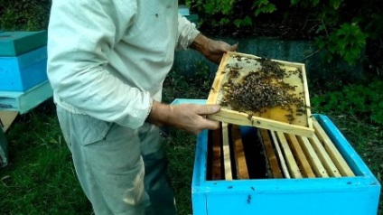 Înmulțirea albinelor este naturală și artificială cu straturi