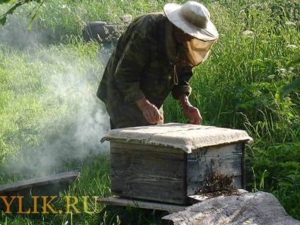 Dezvoltarea apiculturii în Rusia este industrială și practică, video