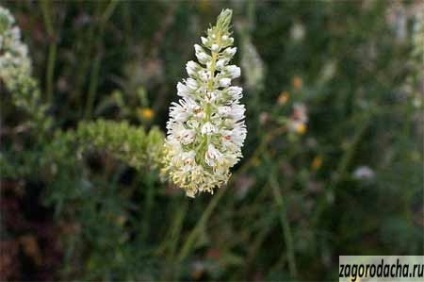 Reseda illatos, illatos virág nő a környéken