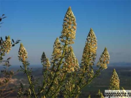 Reseda illatos, illatos virág nő a környéken