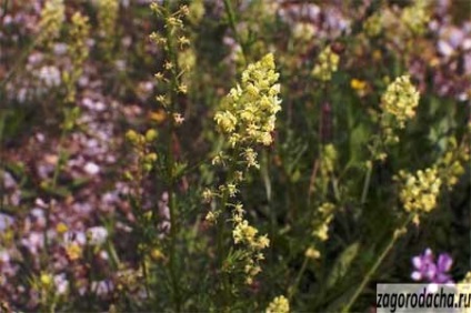 Reseda illatos, illatos virág nő a környéken