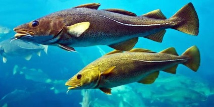 Fish saika, locuitor al mărilor nordice