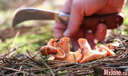 Cap roșu - ciuperci, roșcată, rețete, russula