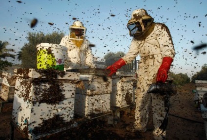 Poluarea întrebărilor și răspunsurilor albinelor - 2017
