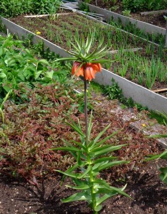 Fritillary, nyári titkot