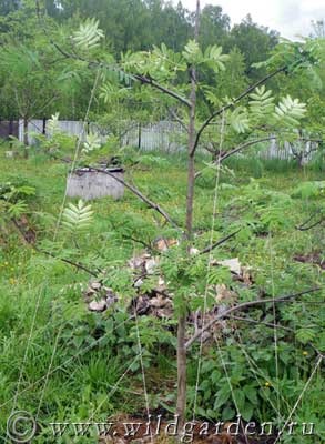 Rowan - plantare și îngrijire - rețete de la cenușă de munte - proprietăți utile - grădină și grădină de legume - rezident sălbatic de vară