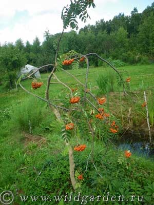 Rowan - plantare și îngrijire - rețete de la cenușă de munte - proprietăți utile - grădină și grădină de legume - rezident sălbatic de vară