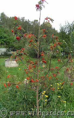 Rowan - plantare și îngrijire - rețete de la cenușă de munte - proprietăți utile - grădină și grădină de legume - rezident sălbatic de vară