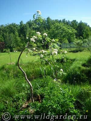 Rowan - plantare și îngrijire - rețete de la cenușă de munte - proprietăți utile - grădină și grădină de legume - rezident sălbatic de vară