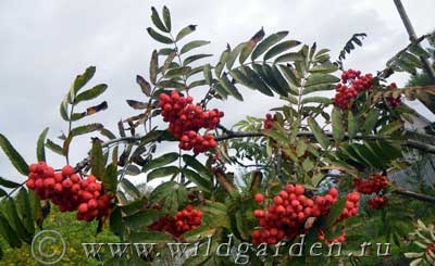 Rowan - plantare și îngrijire - rețete de la cenușă de munte - proprietăți utile - grădină și grădină de legume - rezident sălbatic de vară