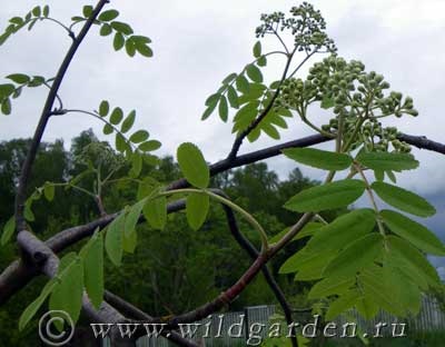 Rowan - plantare și îngrijire - rețete de la cenușă de munte - proprietăți utile - grădină și grădină de legume - rezident sălbatic de vară