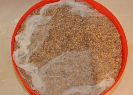 Semințe de struguri din cereale sau făină cu malț - rețetă pentru berg
