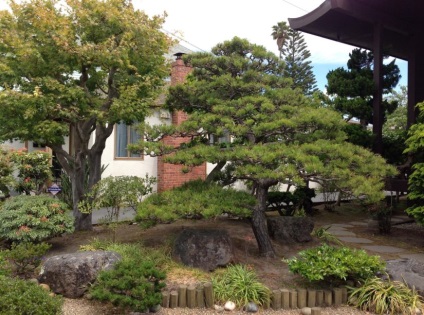Gradina in stilul bonsai - proprietarul revistei