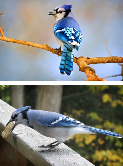 Cele mai frumoase păsări din lume (multe fotografii)