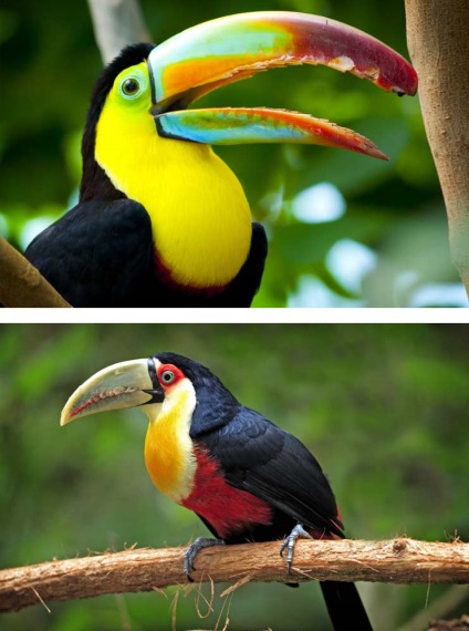 A legszebb madár a világon (sok fotó)