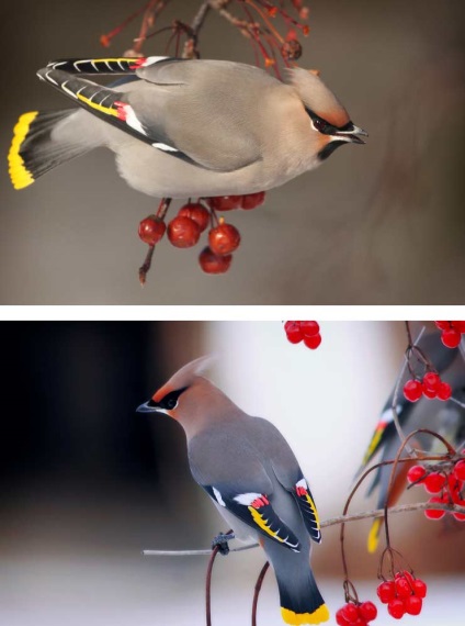 Cele mai frumoase păsări din lume (multe fotografii)