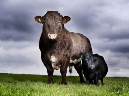 Cele mai mici animale, la petrecere a timpului liber