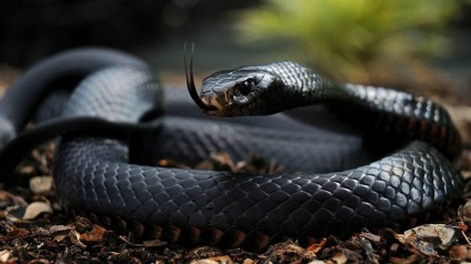 Șerpii cei mai periculoși din lume
