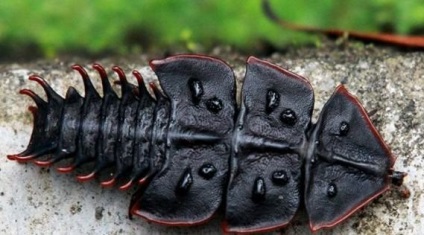 Cele mai otrăvitoare gândaci din lume
