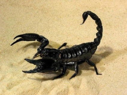 Scorpionul cel mai otrăvitor este o natură vie