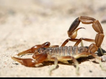 Scorpionul cel mai otrăvitor este o natură vie