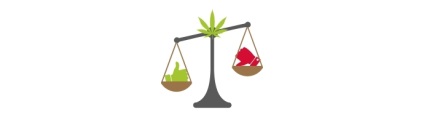 Semințele de marijuana sunt feminizate ceea ce este, argumentele pro și contra lor