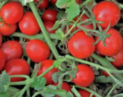 Semințe de semințe de tomate de lămâie