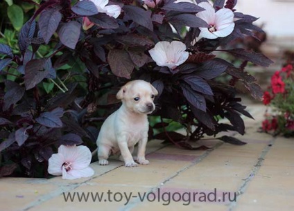 Catelusii Terrierului Toy Toy din Rusia