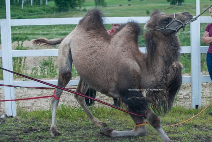 Sheva_vet, Camel Stacking