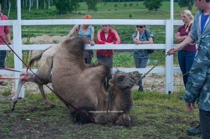 Sheva_vet, Camel Stacking