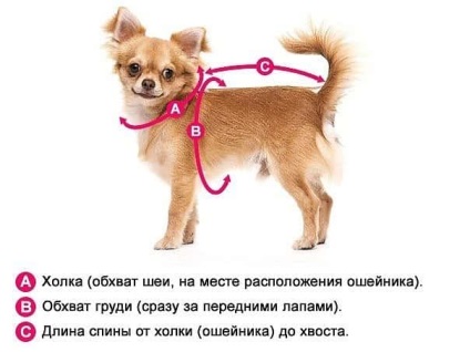 Harness pentru chihuahua cumpăra în magazin online