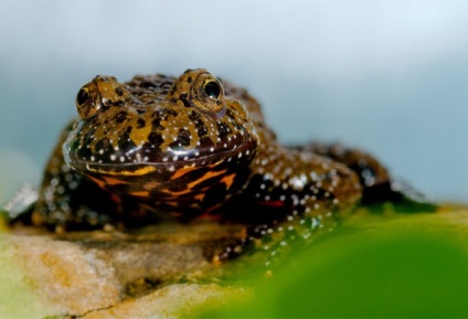 Shrapsevaya broasca, broasca shportsevaya (xenopus laevis) fotografie platana descriere culoare reproducere