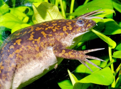 Shrapsevaya broasca, broasca shportsevaya (xenopus laevis) fotografie platana descriere culoare reproducere