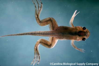 Shportse broasca (xenopus laevis) frog sporcic, conținutul de broaște de același sex împreună, ca