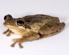 Shportse broasca (xenopus laevis) frog sporcic, conținutul de broaște de același sex împreună, ca