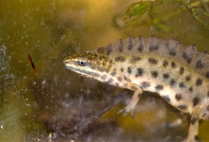 Shportse broasca (xenopus laevis) frog sporcic, conținutul de broaște de același sex împreună, ca