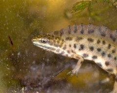 Shportse broasca (xenopus laevis) frog sporcic, conținutul de broaște de același sex împreună, ca