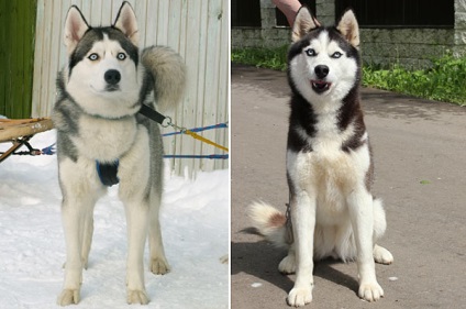 szibériai husky