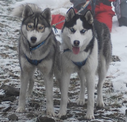 szibériai husky