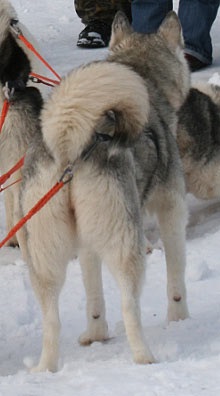 szibériai husky