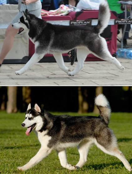 szibériai husky